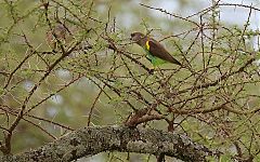 Meyer's Parrot